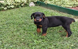 Doberman Pinscher dogs for sale: Venus - Image 3