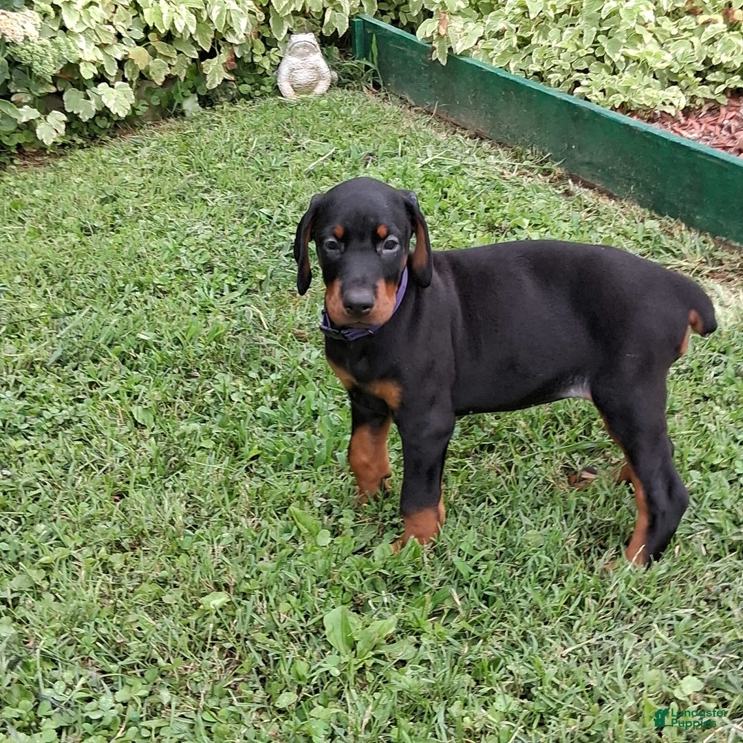 Doberman Pinscher dogs for sale: Venus - Image 3