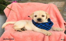 Labrador Retriever dogs for sale: Brie - Image 3