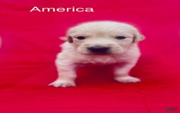 Golden Retriever dogs for sale: Golden Retriever 10 puppies - Image 9