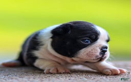 Boston Terrier dogs for sale: Daffodil - Image 5