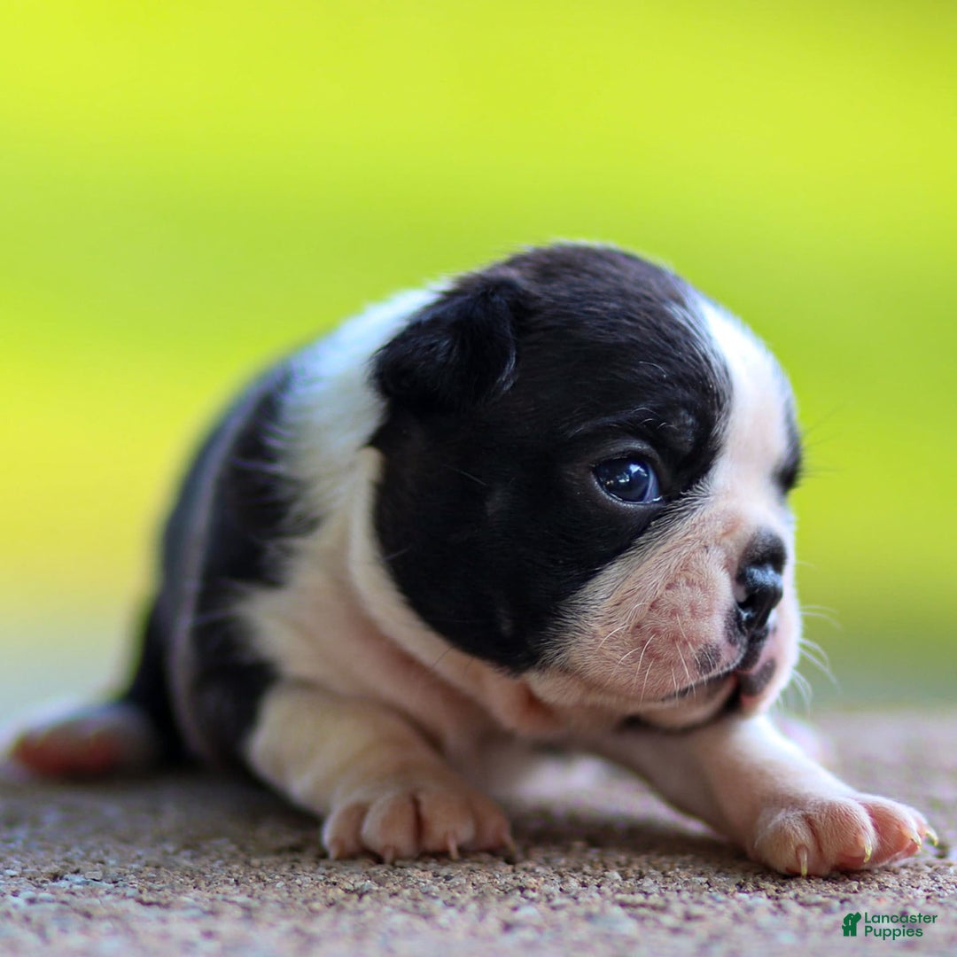 Boston Terrier dogs for sale: Daffodil - Image 5