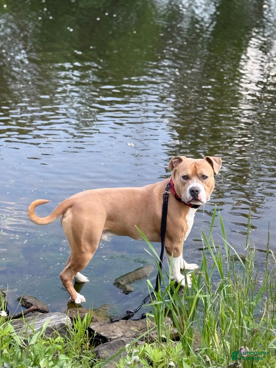 American Bully dogs for sale: Fawn/bluefawn - Image 14