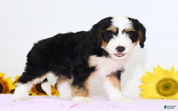 Mini Bernedoodle dogs for sale: Poppy - Image 5