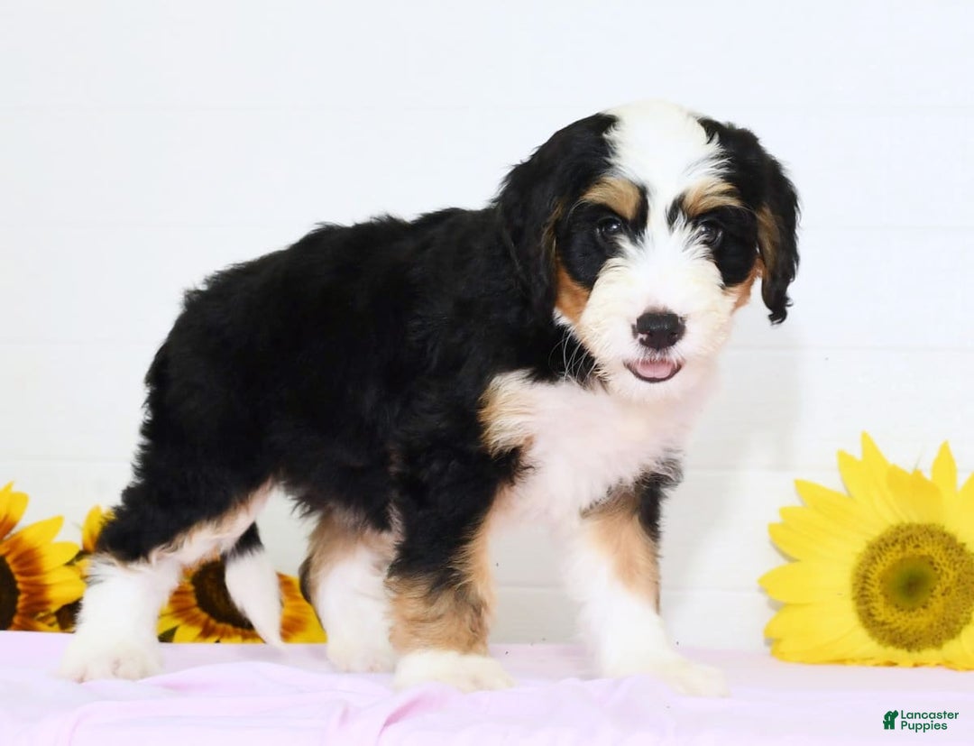 Mini Bernedoodle dogs for sale: Poppy - Image 5