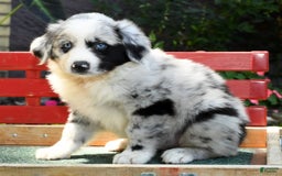 Australian Shepherd dogs for sale: Blue - Image 3