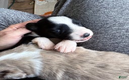 Miniature Australian Shepherd dogs for sale: Milly - Image 9