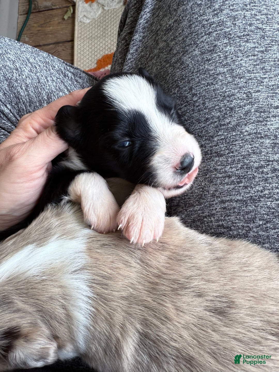 Miniature Australian Shepherd dogs for sale: Milly - Image 9