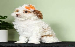 Miniature Poodle dogs for sale: Azalea - Image 5