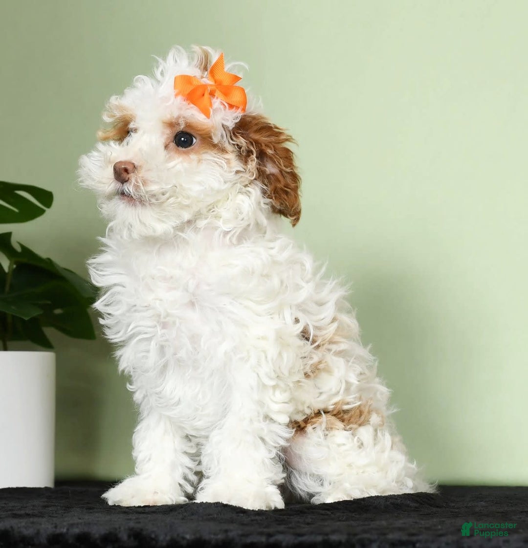 Miniature Poodle dogs for sale: Azalea - Image 5