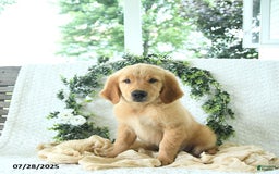 Golden Retriever dogs for sale: Alec - Image 15