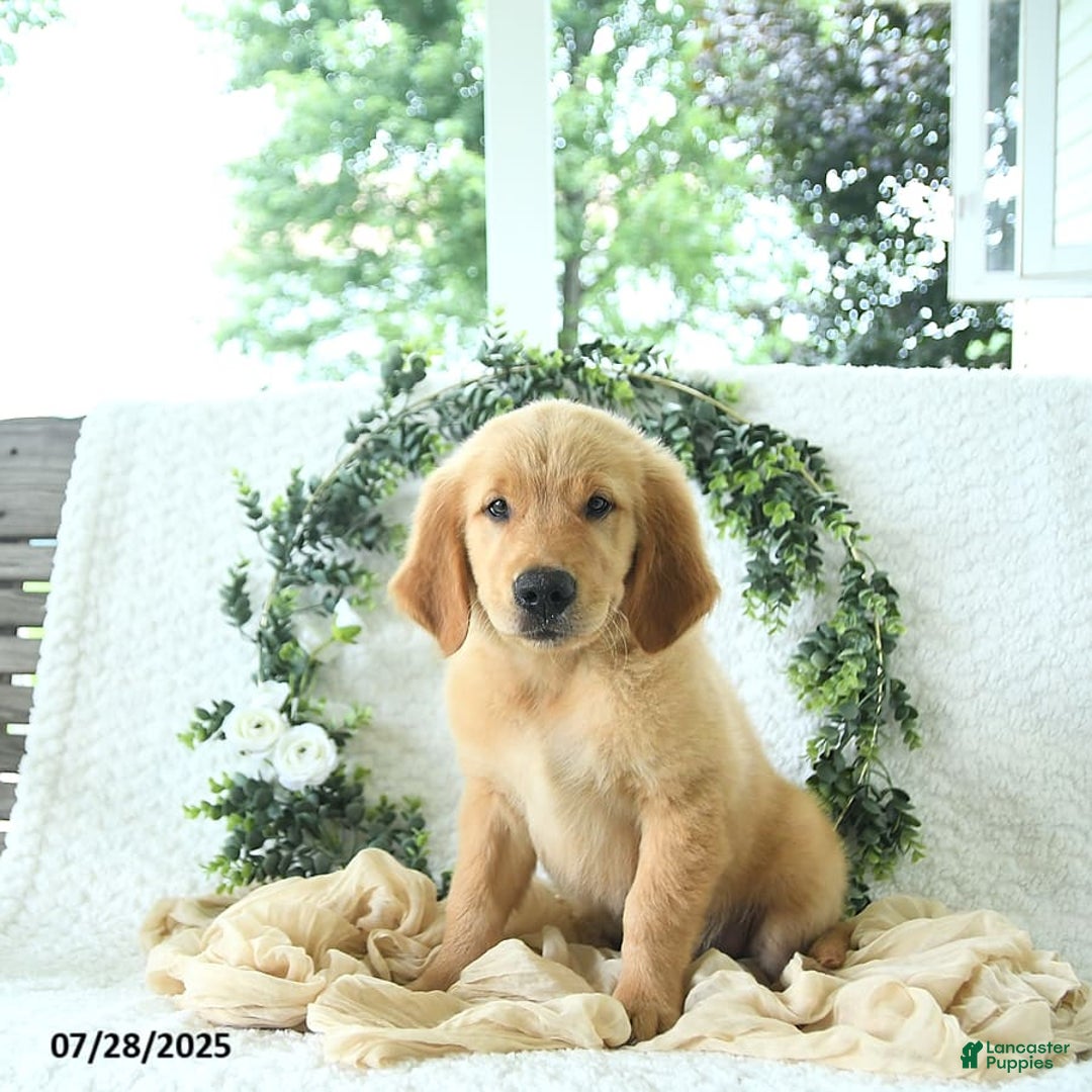 Golden Retriever dogs for sale: Alec - Image 15