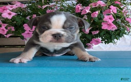 English Bulldog dogs for sale: Heath - Image 3