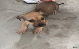 South African Boerboels dogs for sale: Nova - Image 5