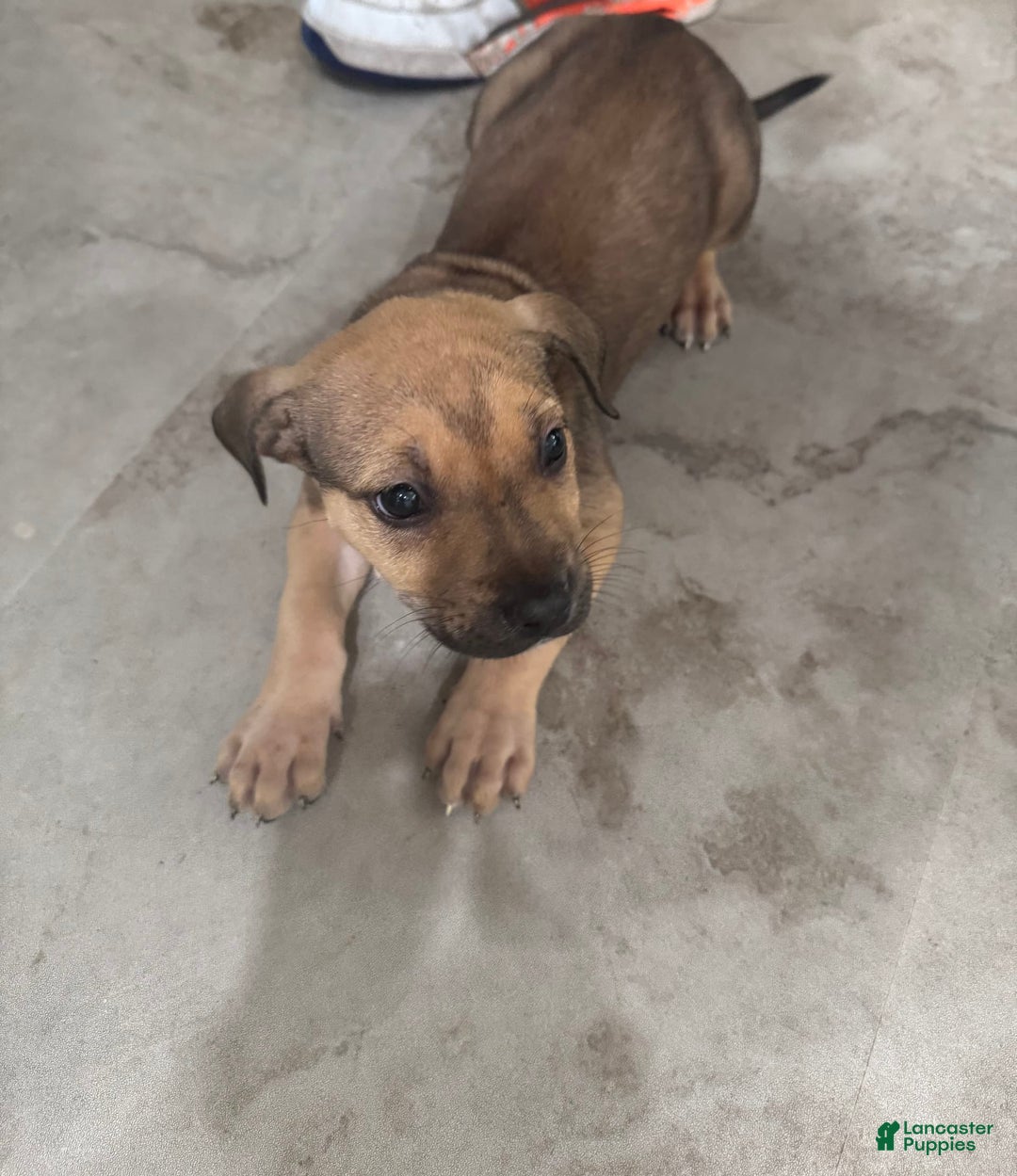 South African Boerboels dogs for sale: Nova - Image 5