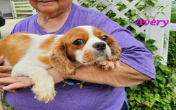 Cavalier King Charles Spaniel dogs for sale: RYAN - Image 2