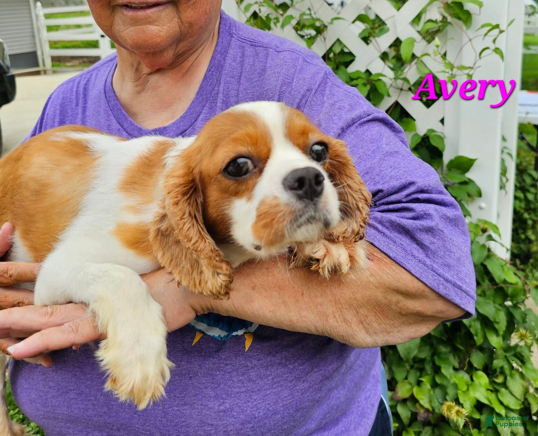 Cavalier King Charles Spaniel dogs for sale: RYAN - Image 2