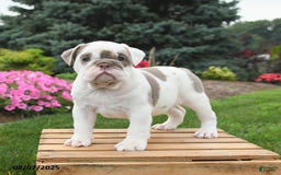 English Bulldog dogs for sale: English Bulldog 4 puppies - Image 11