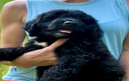 Goldendoodle dogs for sale: Brooklyn - Image 9