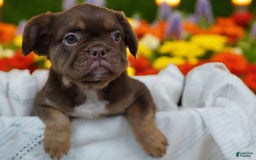 French Bulldog dogs for sale: Roja - Image 12