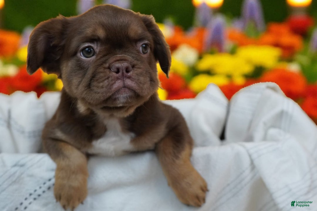 French Bulldog dogs for sale: Roja - Image 12
