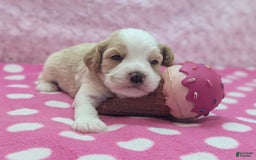 Cockapoo dogs for sale: Chris - Image 3