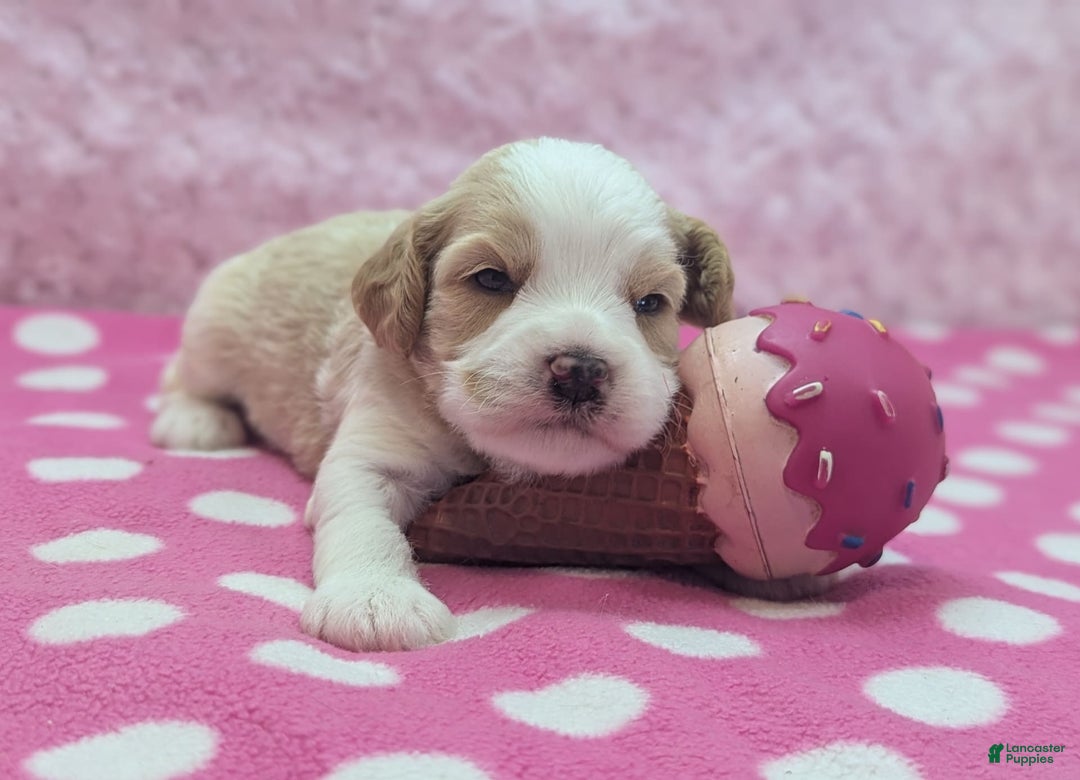 Cockapoo dogs for sale: Chris - Image 3