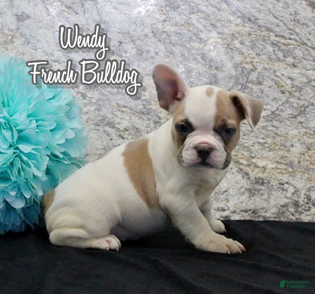 French Bulldog dogs for sale: Wendy - Image 1