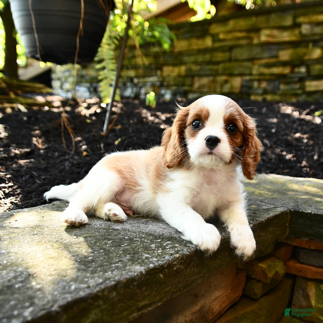 Cavalier King Charles Spaniel dogs for sale: Ryder - Image 2