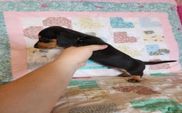 Miniature Dachshund dogs for sale: Perry - Image 4