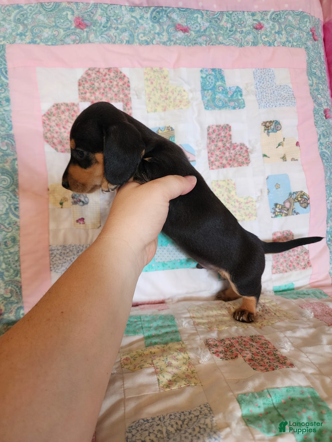 Miniature Dachshund dogs for sale: Perry - Image 4