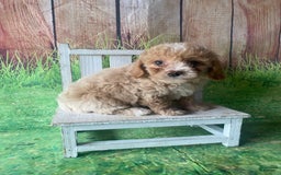 Mini Goldendoodle dogs for sale: Lani - Image 1