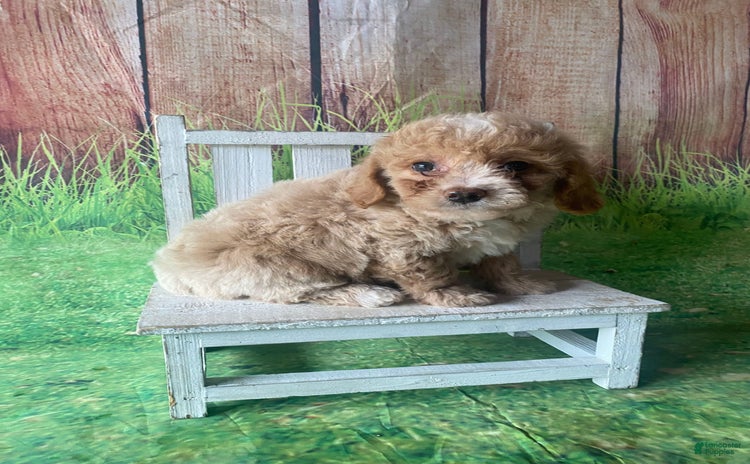 Mini Goldendoodle dogs for sale - Ad 2