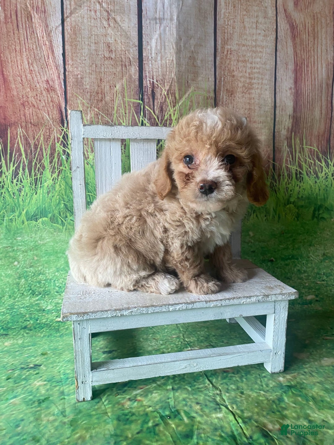 Mini Goldendoodle dogs for sale: Lani - Image 1