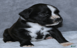 Boxer dogs for sale: White Collar Male - Image 2