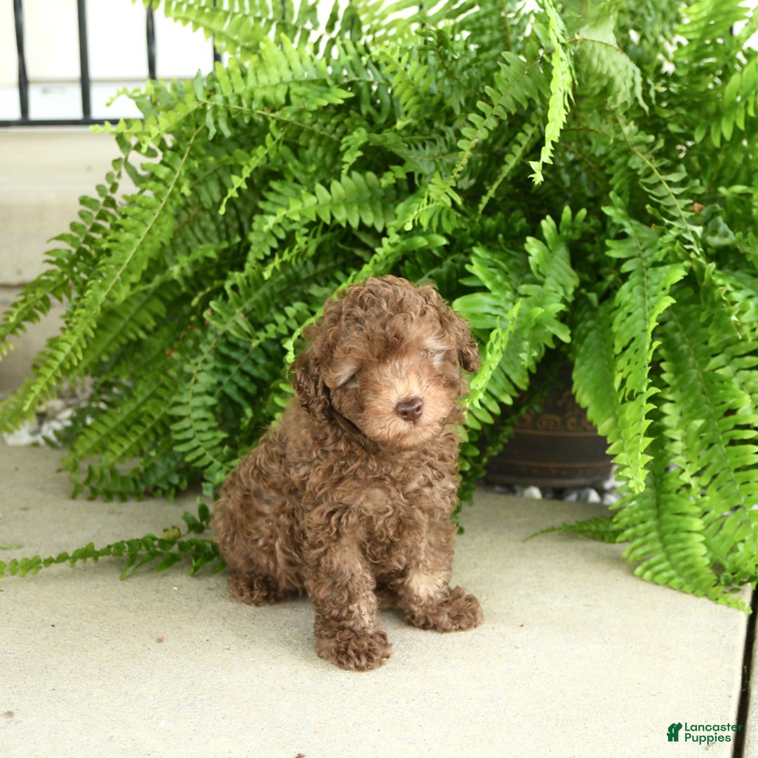 Toy Poodle dogs for sale: Ian - Image 2