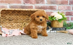 Miniature Poodle dogs for sale: Gabriela - Image 5