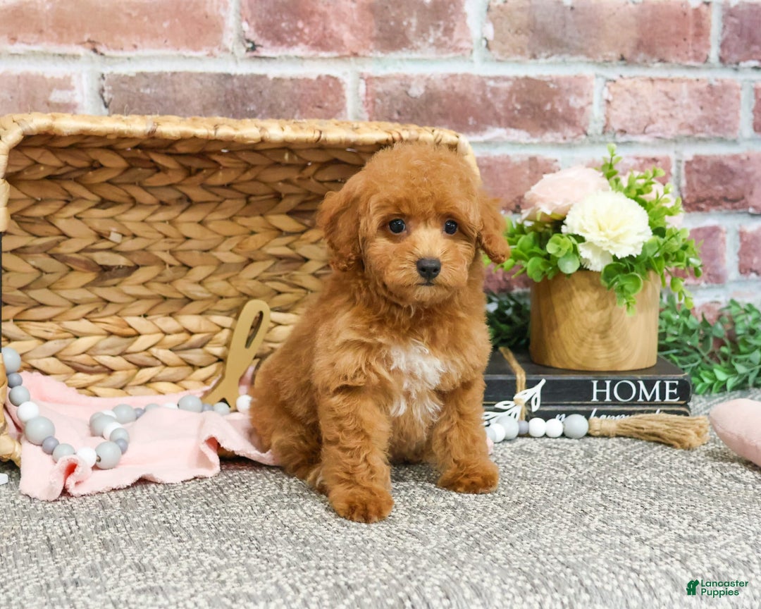 Miniature Poodle dogs for sale: Gabriela - Image 5