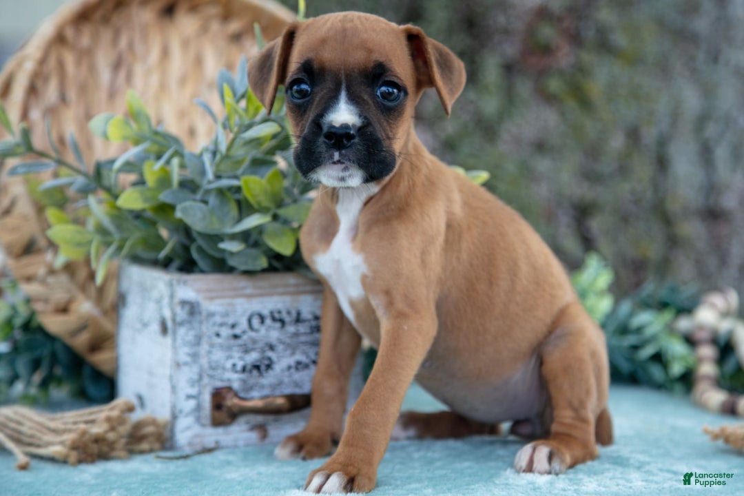 Boxer dogs for sale: Faith - Image 5