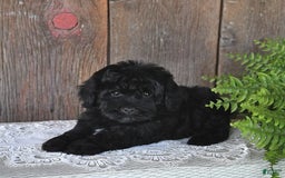Havapoo dogs for sale: Hawk - Image 2