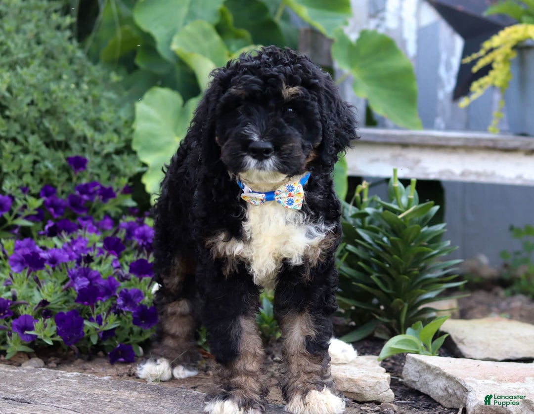 Bernedoodle dogs for sale: Jackson - Image 4