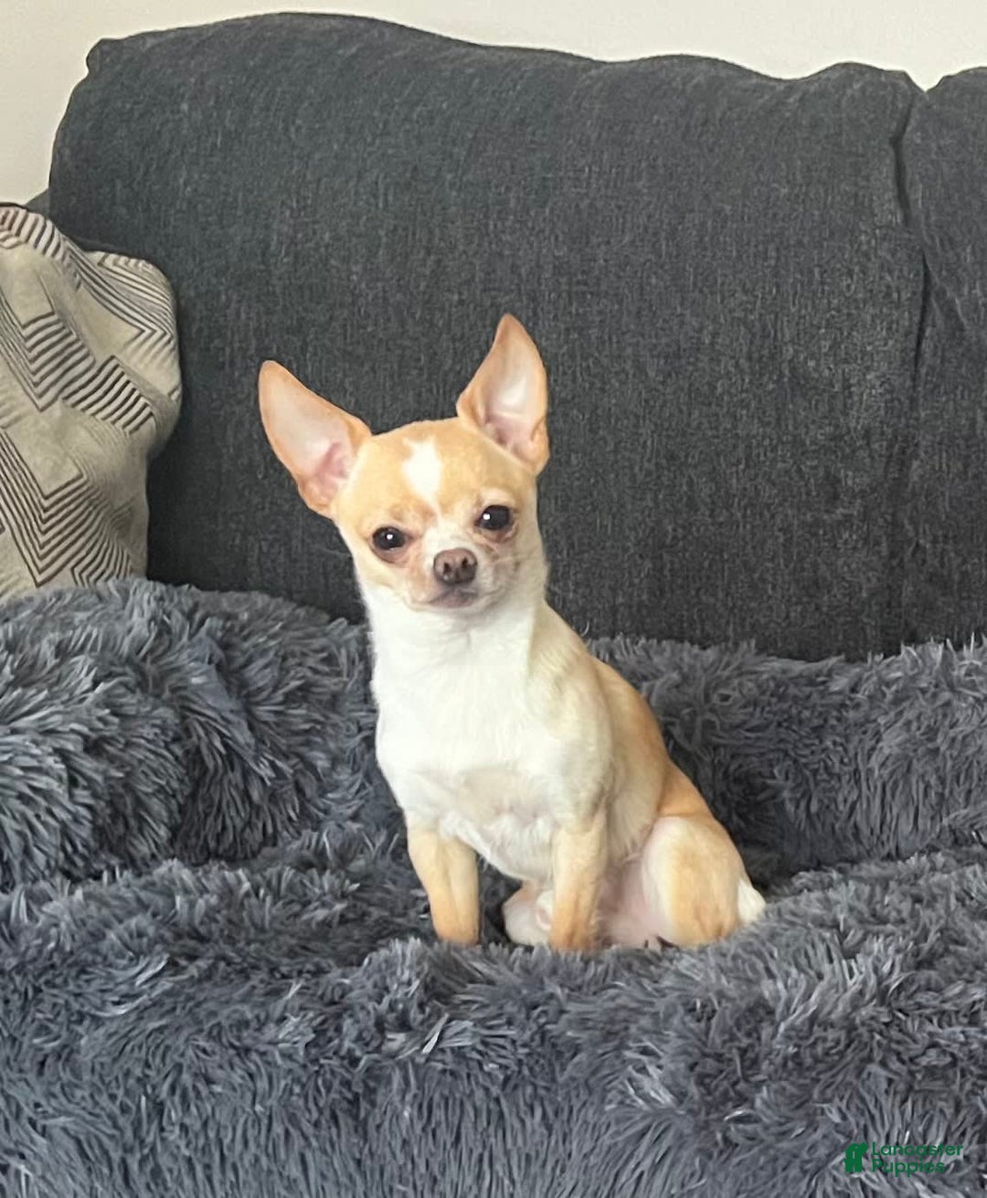 Chihuahua dogs for sale: Brody - Image 11