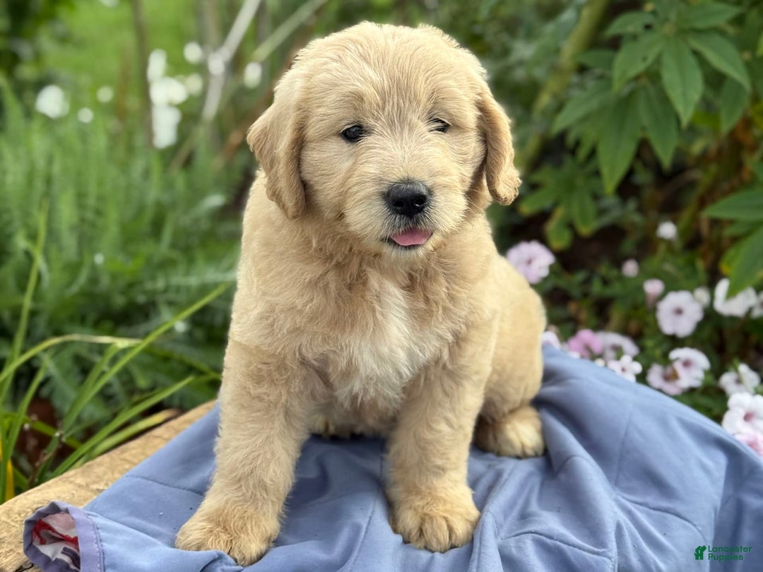 Goldendoodle dogs for sale: Jasmine - Image 2