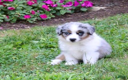 Miniature Australian Shepherd dogs for sale: Marley - Image 7