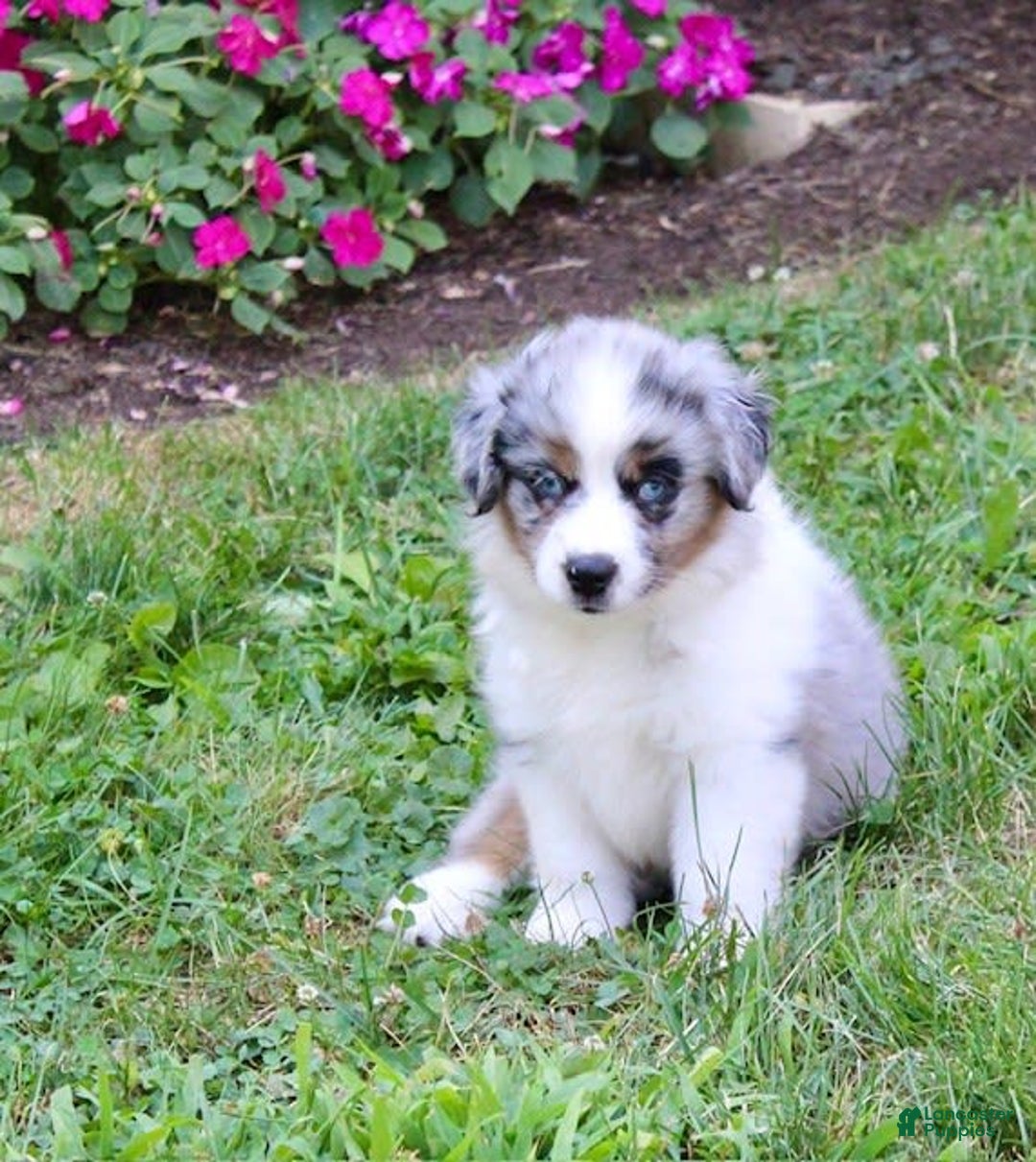 Miniature Australian Shepherd dogs for sale: Marley - Image 7