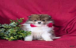 Pomeranian dogs for sale: Pearson Small - Image 8