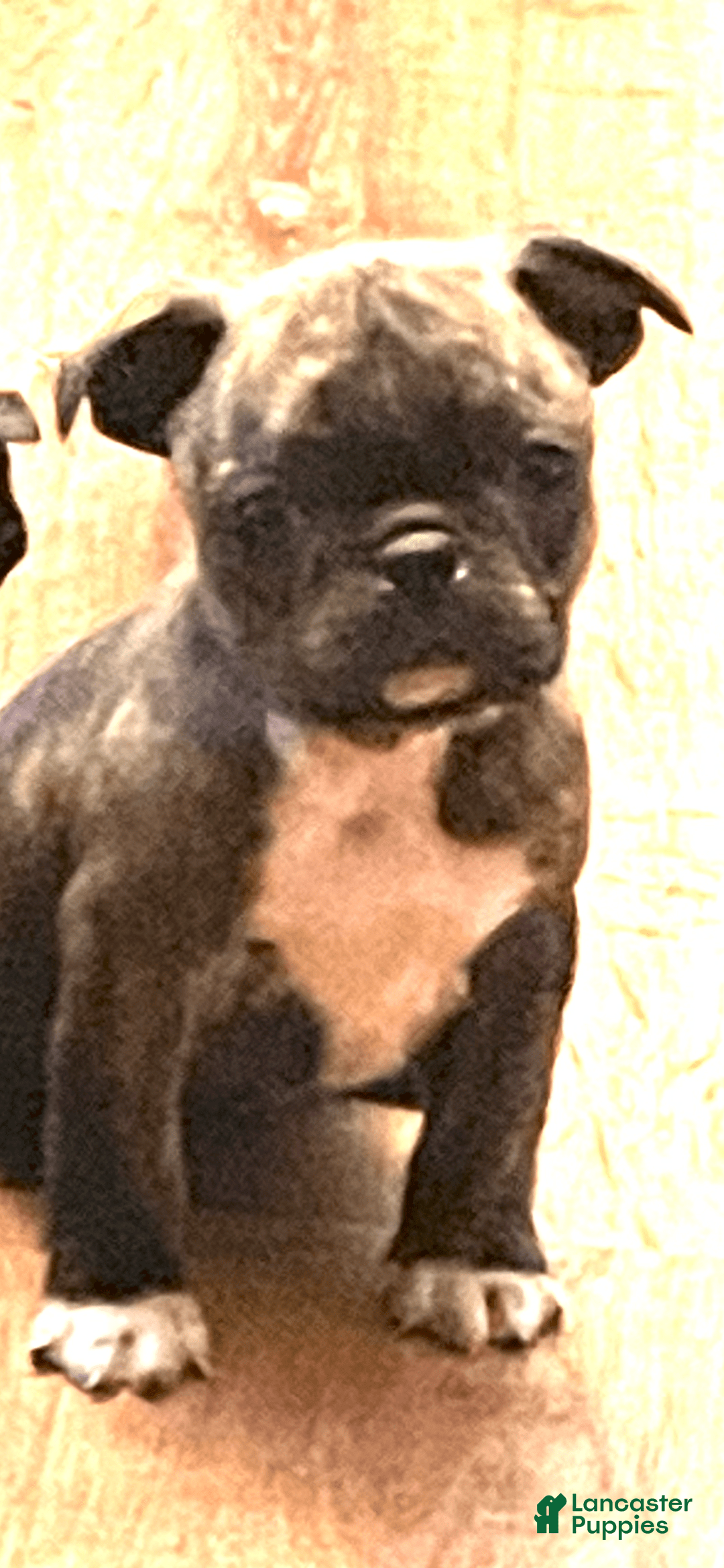 Pug dogs for sale: Rex - Image 3