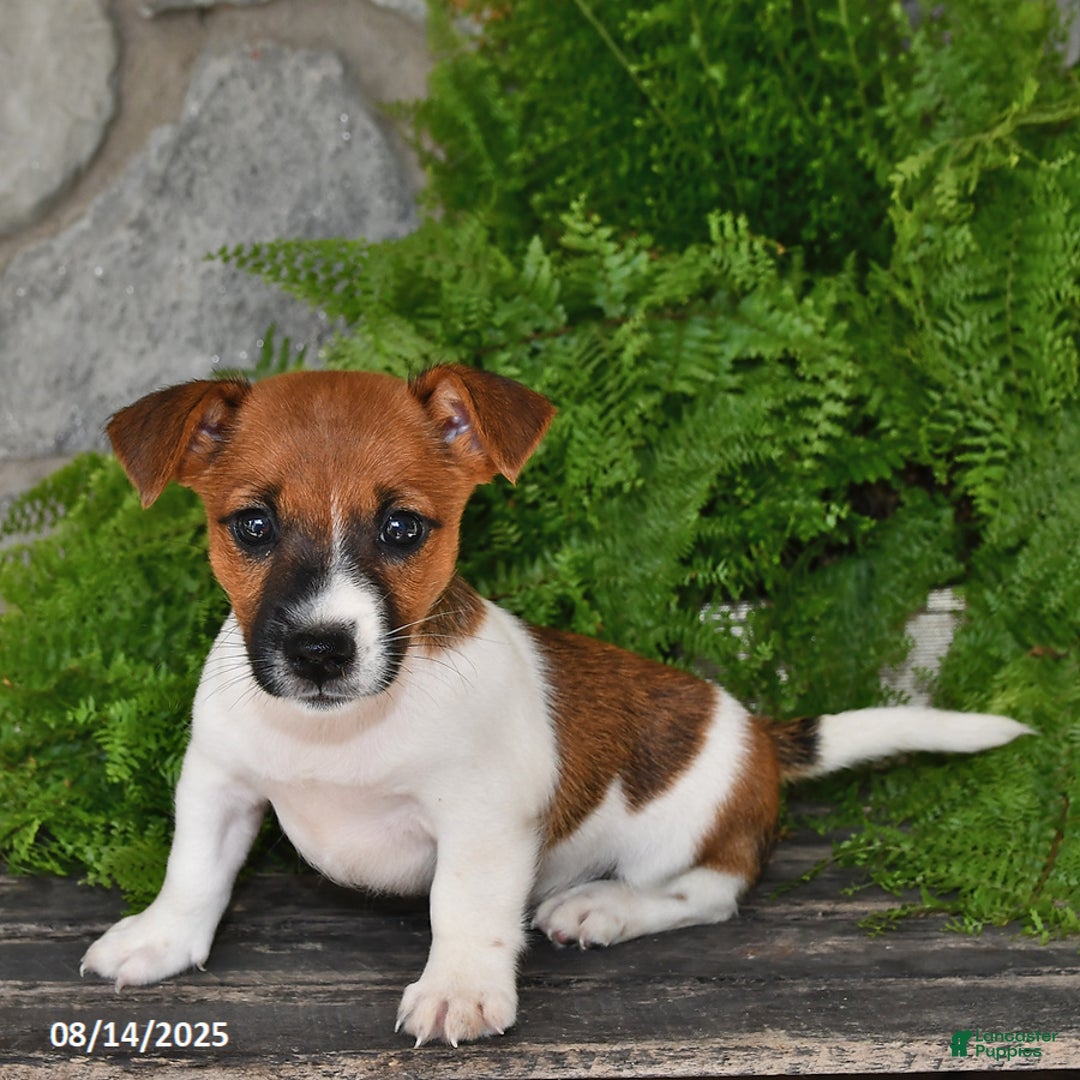 Jack Russell Terrier dogs for sale: Thunder - Image 3