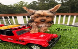 Yorkshire Terrier dogs for sale: Yorkshire Terrier 3 puppies - Image 1