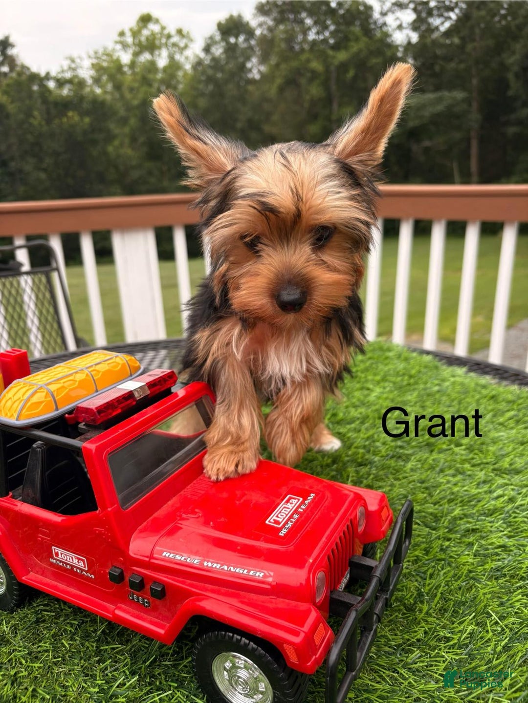 Yorkshire Terrier dogs for sale: Yorkshire Terrier 3 puppies - Image 1